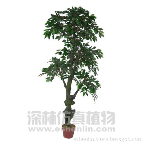 Outdoor Banyan tree (landscaping plants shrubs)